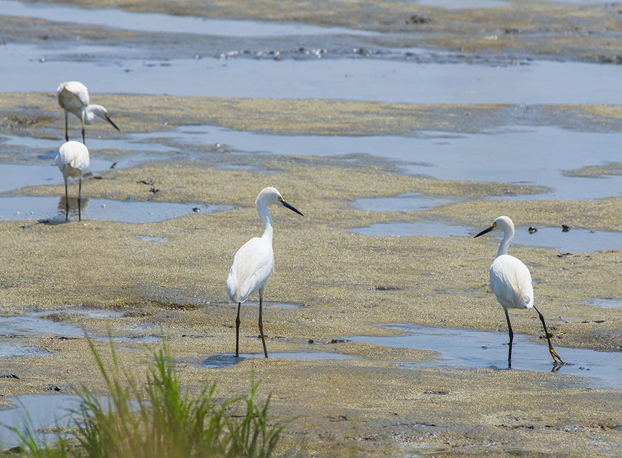 Egrets