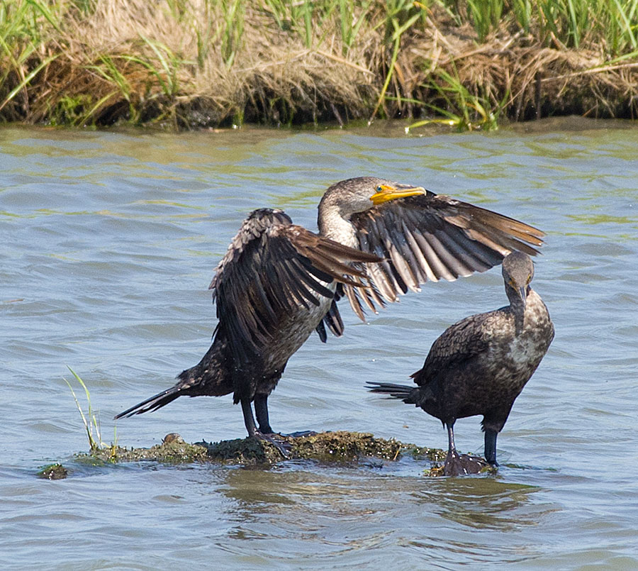 Cormorant