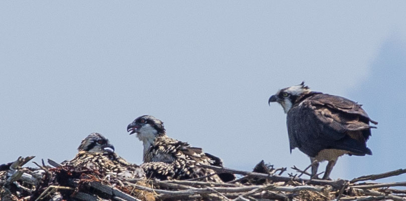 Osprey