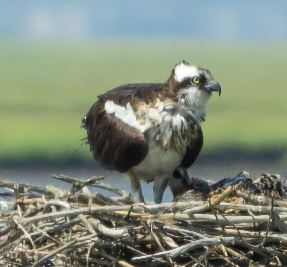 Osprey