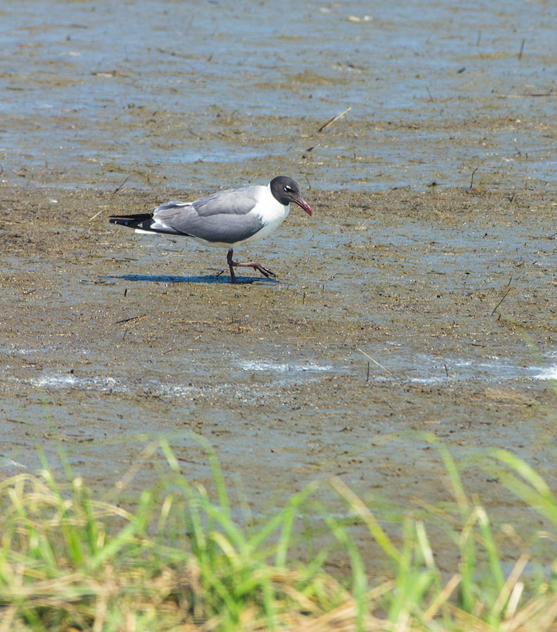 Some sort of gull I presume