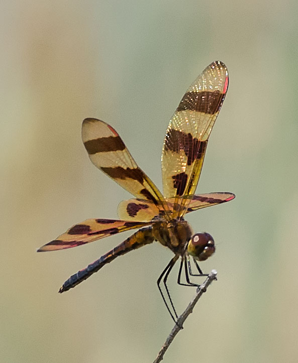 Dragonfly