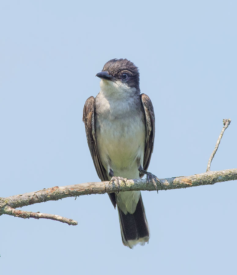 Kingbird
