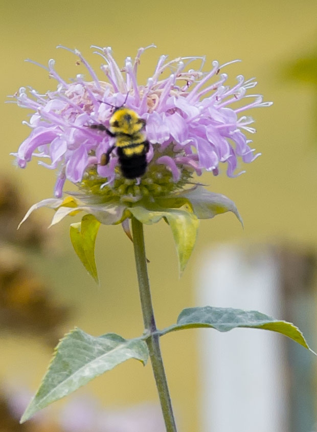 Bumble Bee