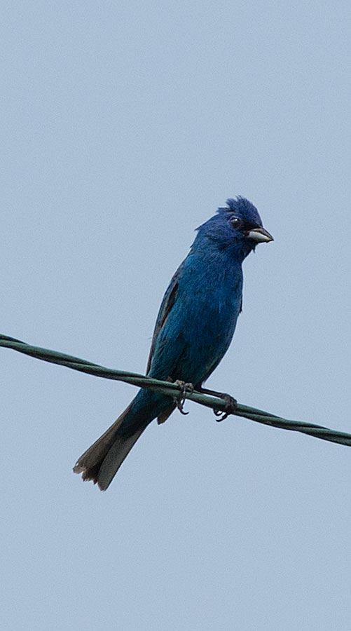 Indigo Bunting