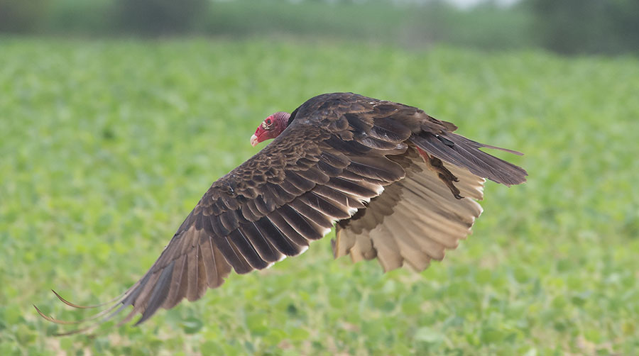 One Ugly Bird