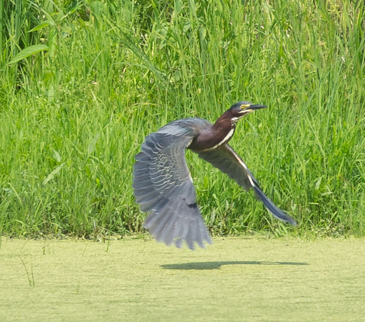 Green Heron