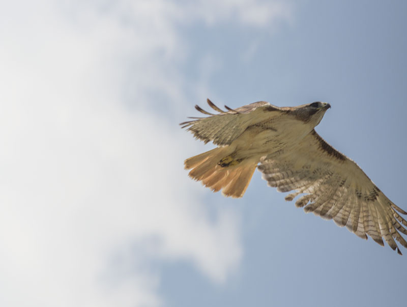 Hawk