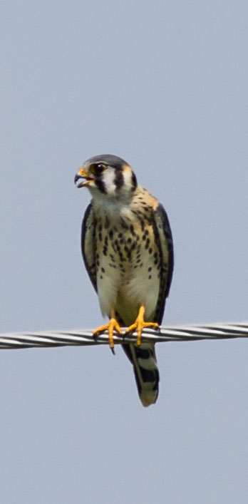 American Kestrel