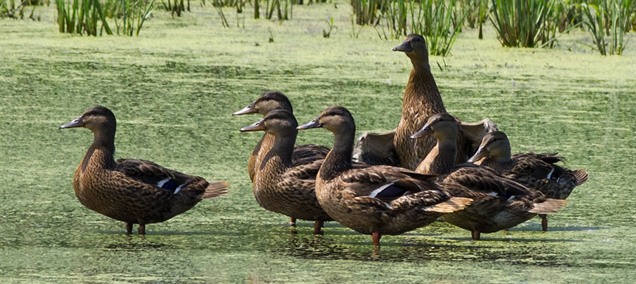 Ducks