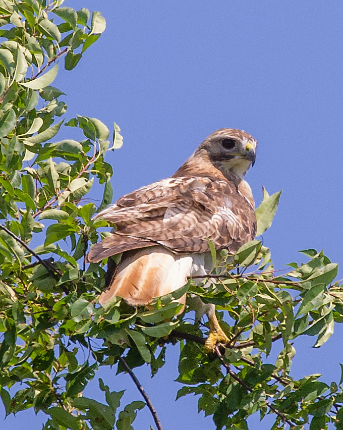 Hawk