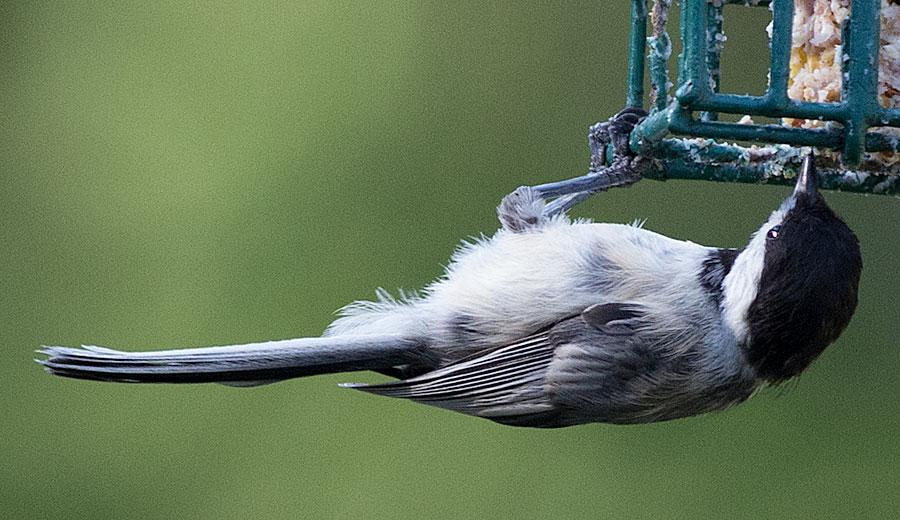 Chickadee