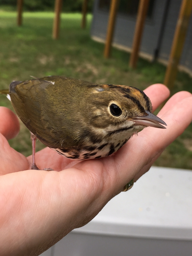 Ovenbird