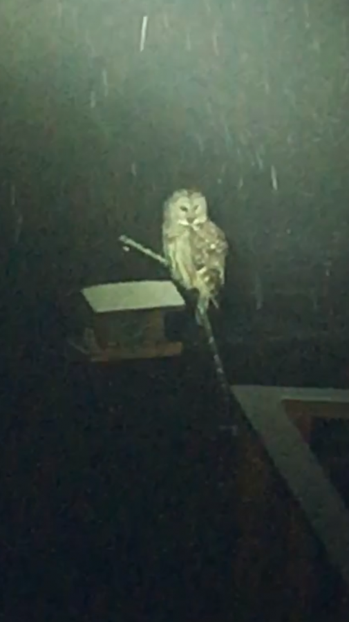 Barred Owl