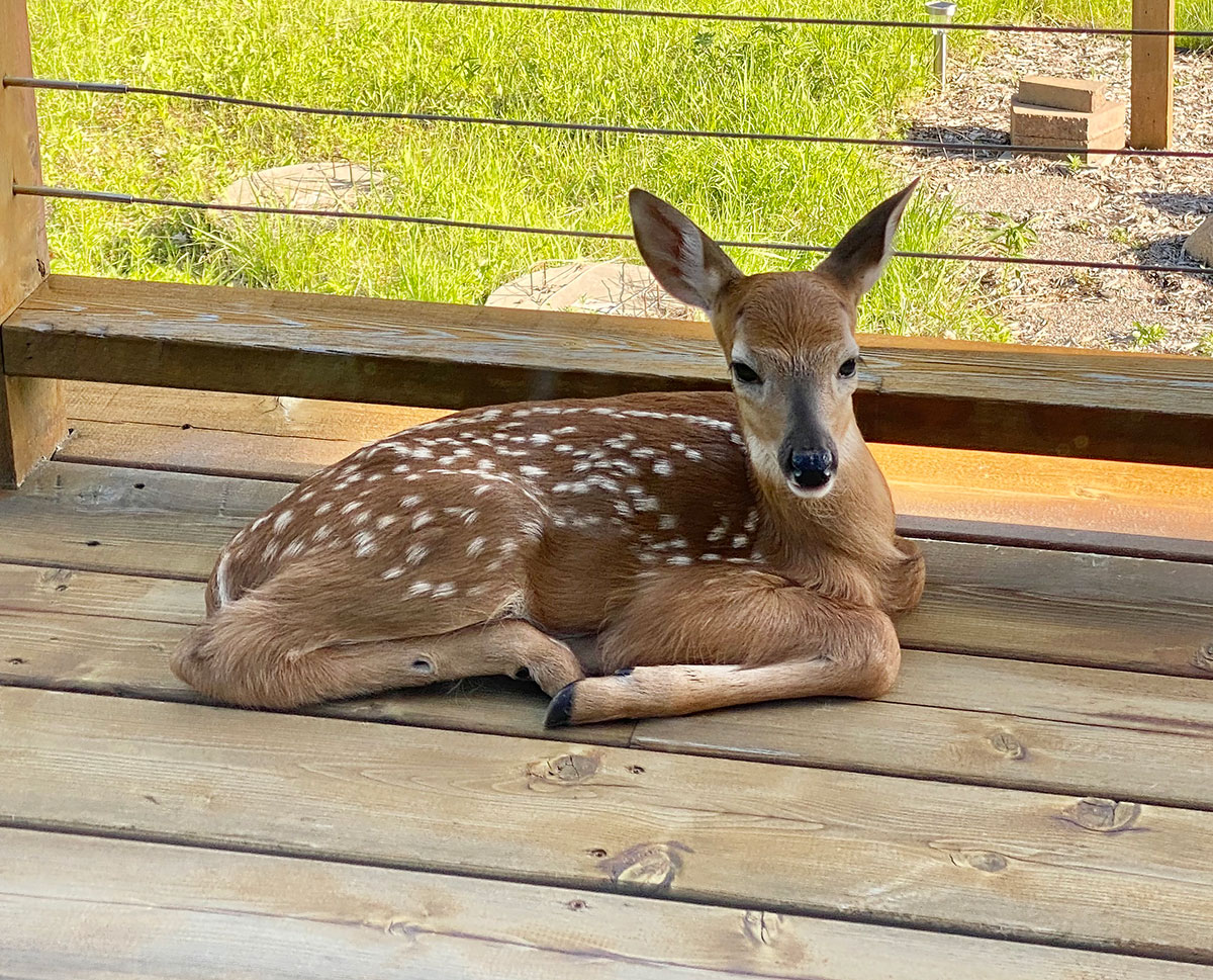 Fawn