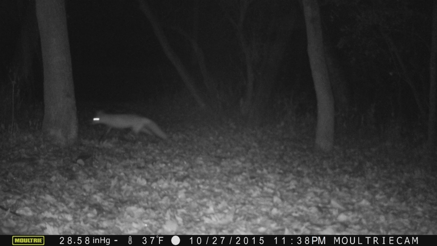 Fox in our backyard