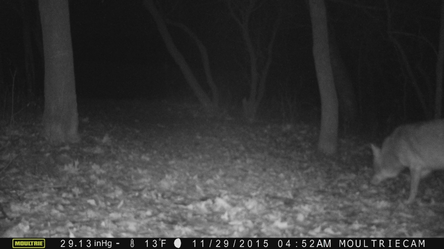 Coyote