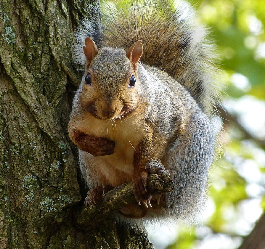 Red Squirrel