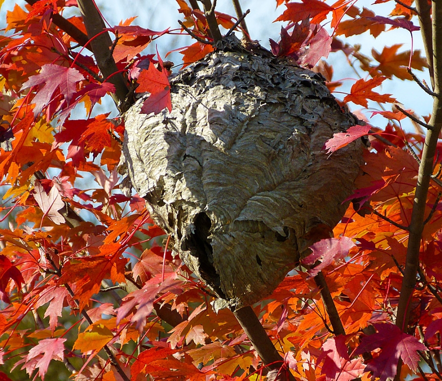 Hornet/Wasp nest in MD