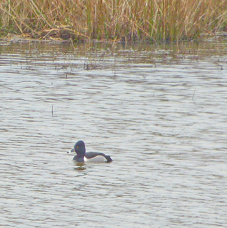 Ring-necked Duck