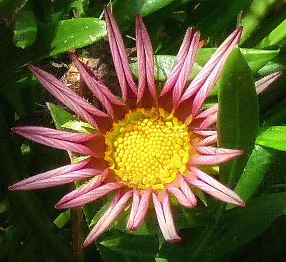 Some kind of flower