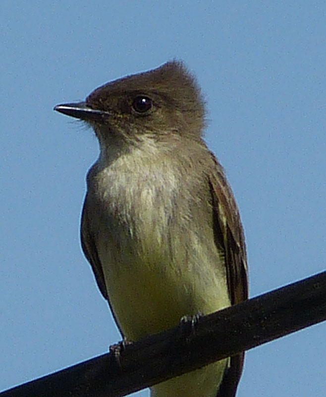 Unknown Bird