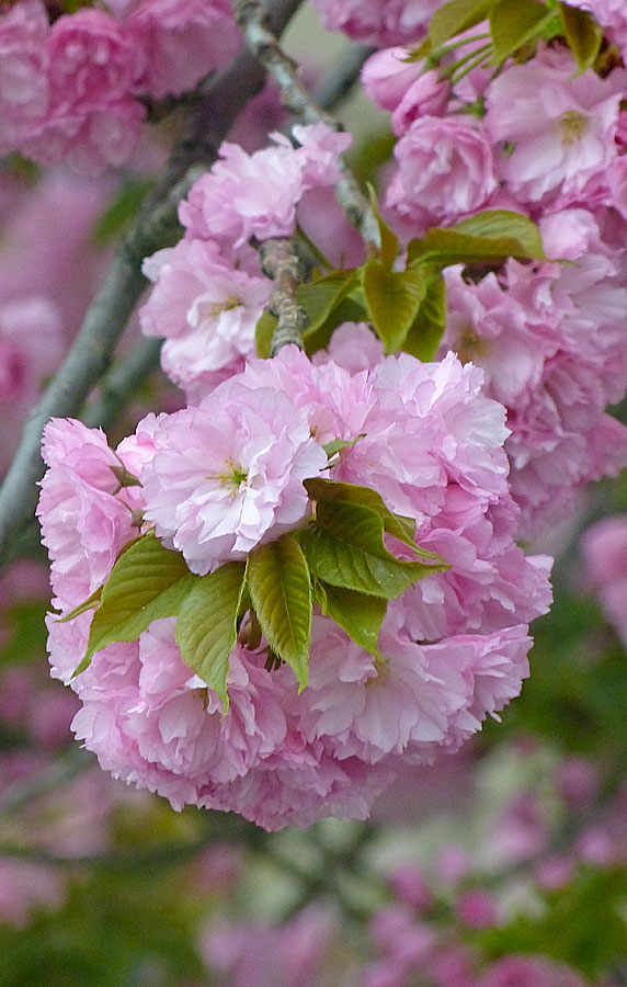 Flowered Tree in DC
