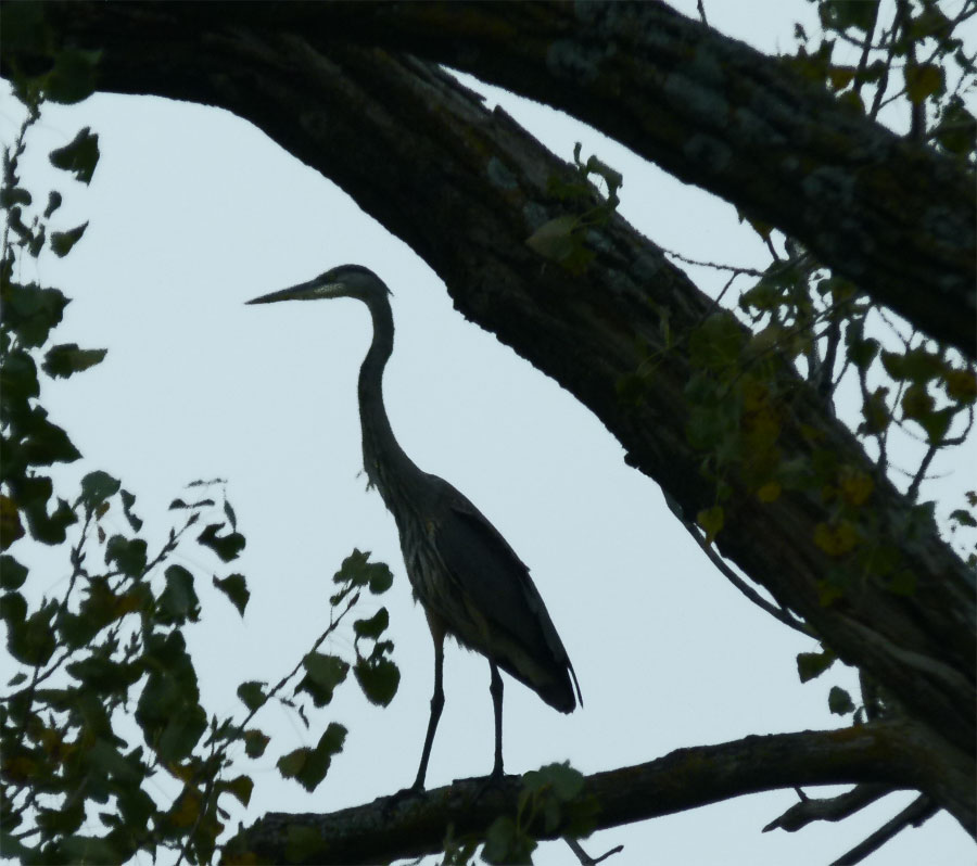 Blue Heron in Silhouette