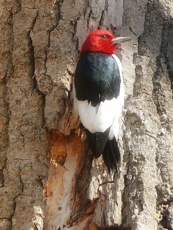 Woodpecker