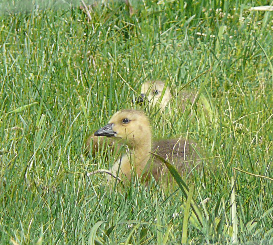 Goslings