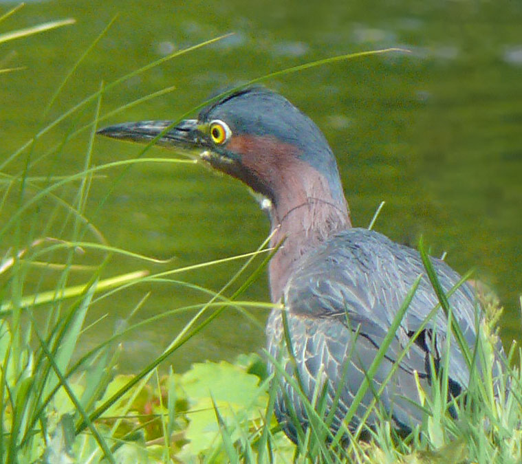 Heron