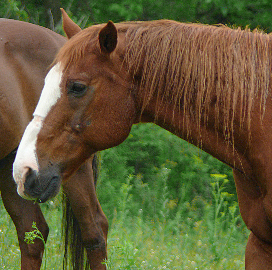 Horse
