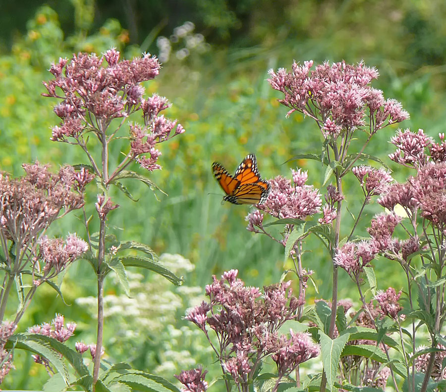 Monarch