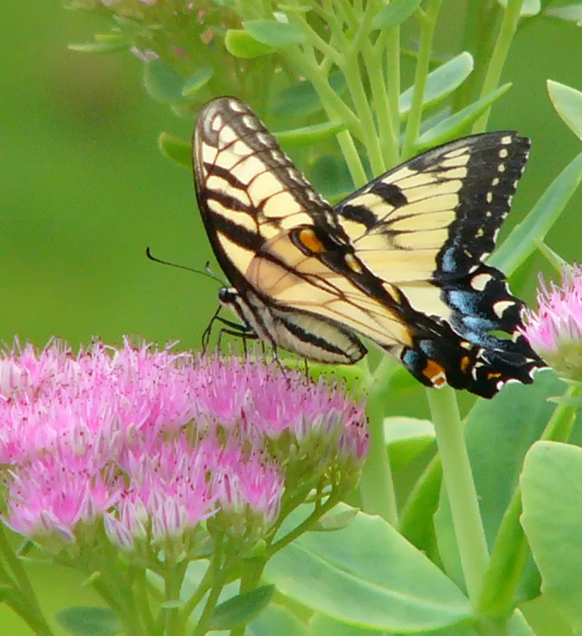 Swallowtail