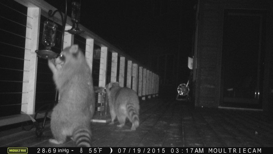 Raccoons