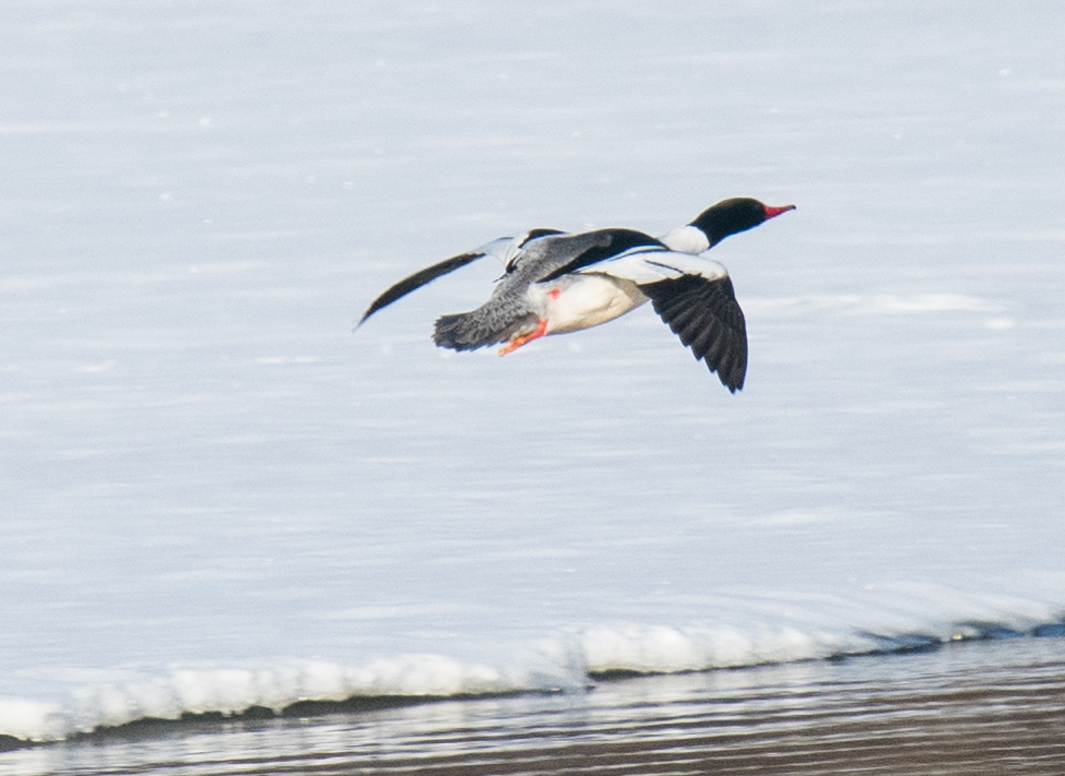 Common Merganser