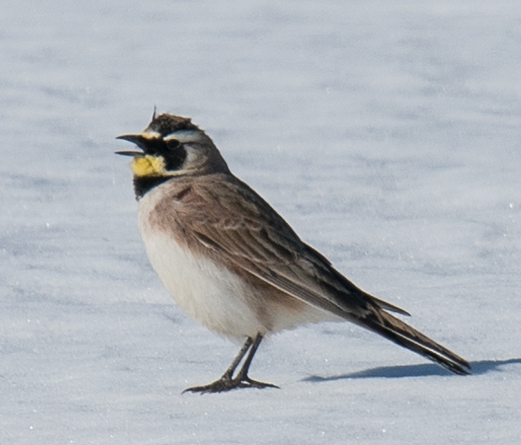 Horned Lark