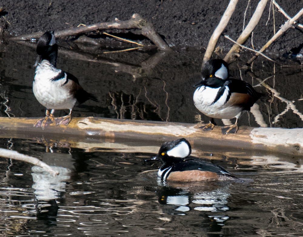 Hooded Mergansers