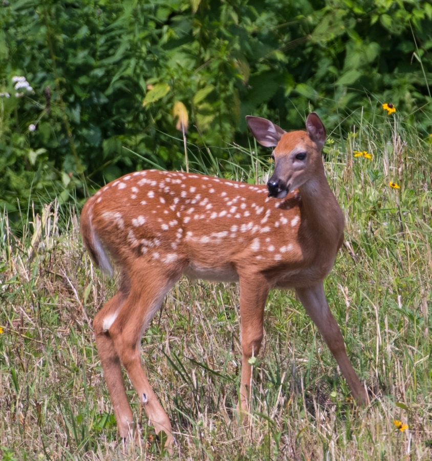 Fawn