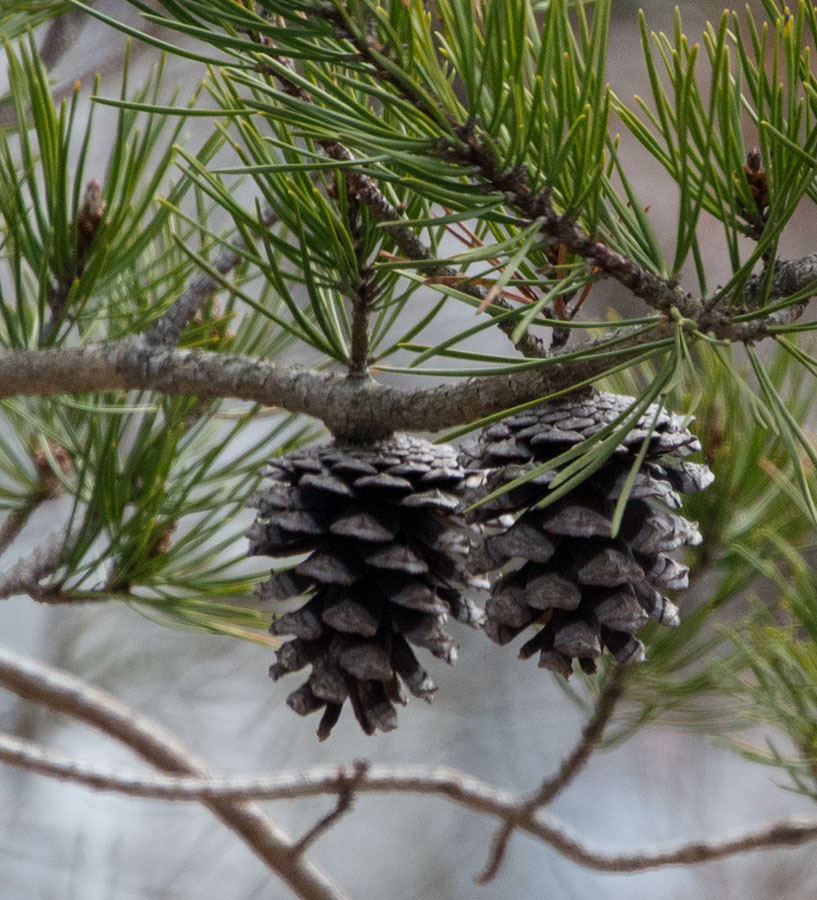 Pine Cones