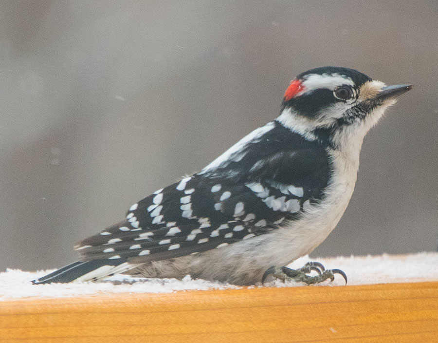 Downy Woodpecker