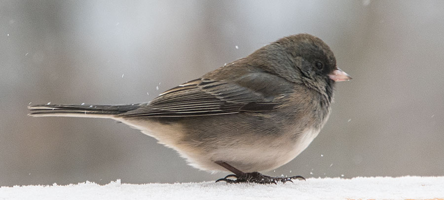 Female Junco