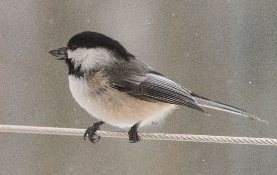 Chickadee