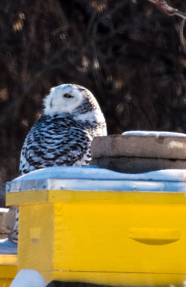 Snowy Owl