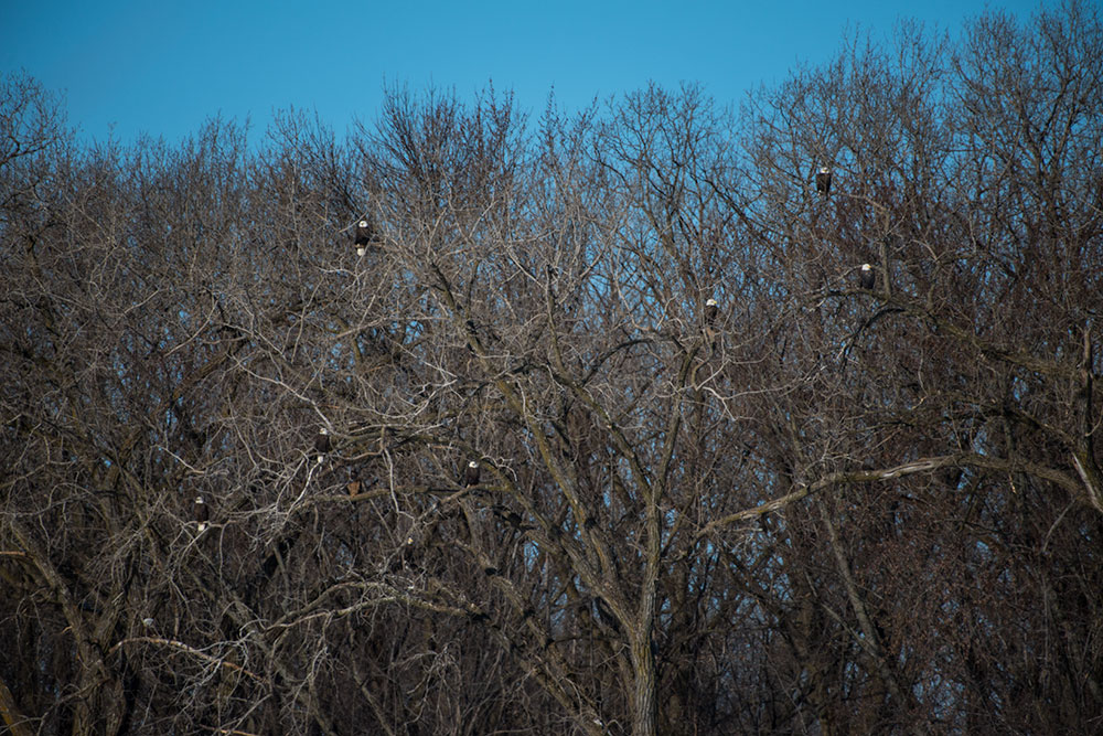 Quite a few Bald Eagles