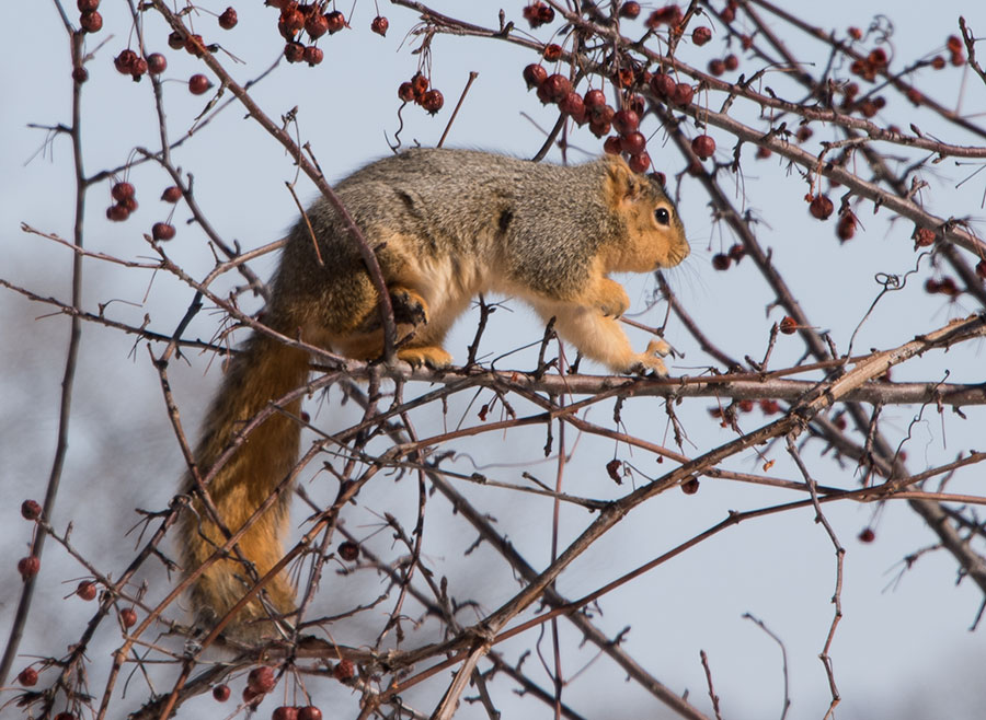 Red Squirrel