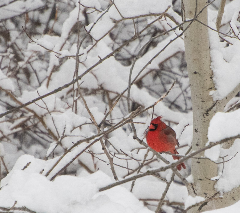 Cardinal