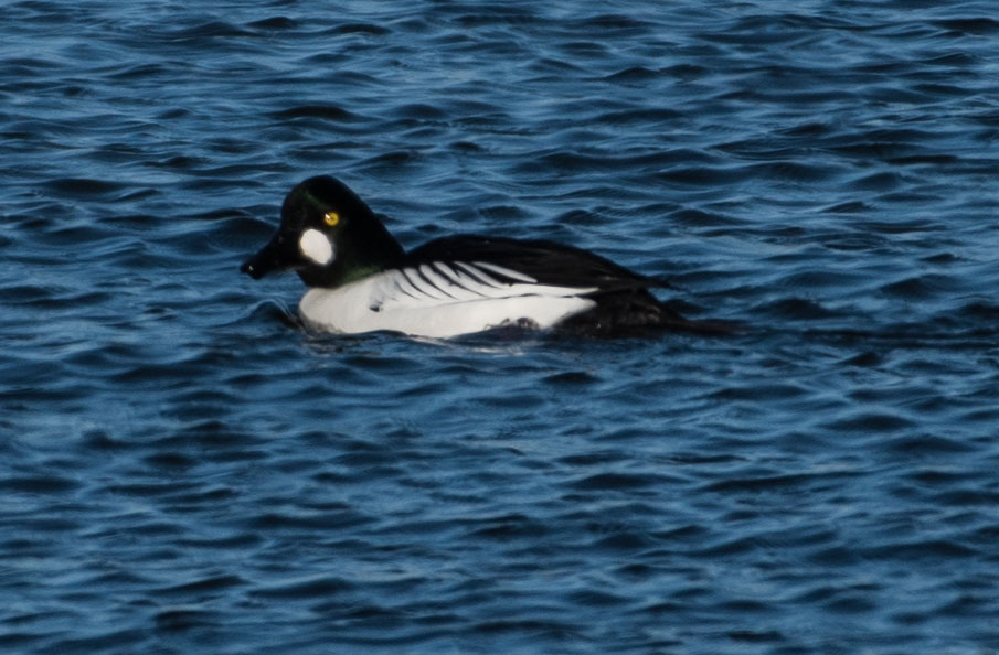Common Goldeneye