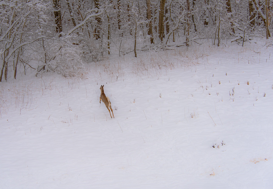 Last Snow