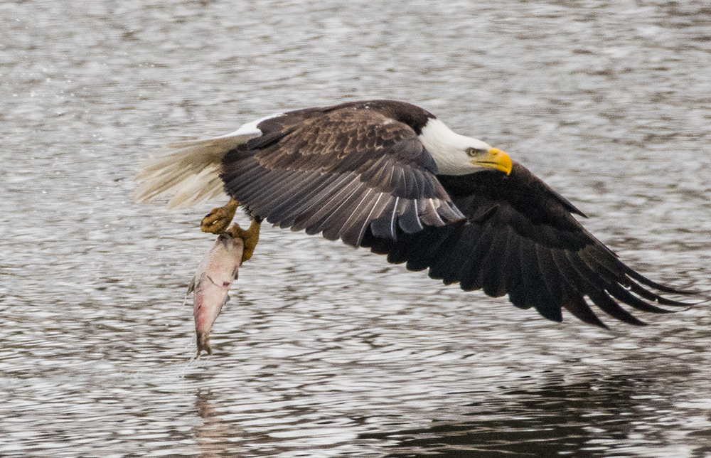Catching fish